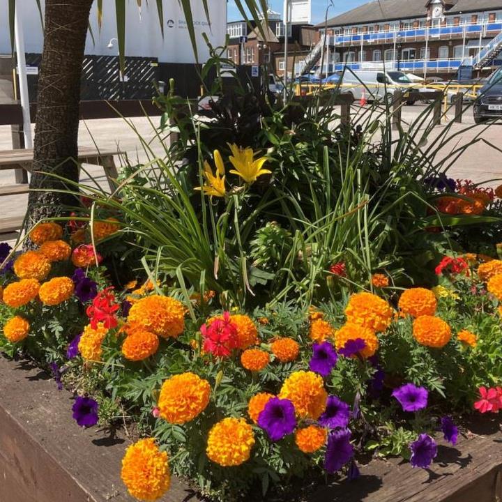 Green fingered winners of MDL in Bloom announced